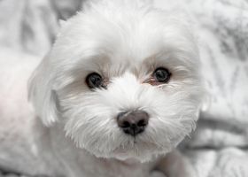 Image de la race Bichon Maltais