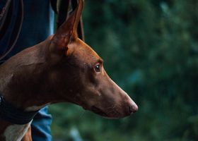 Image de la race Chien du Pharaon
