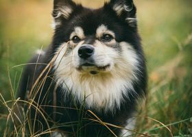 Image de la race Chien Finnois de Laponie