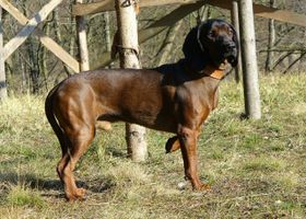Image de la race Chien Rouge de Bavière