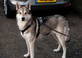 Image de la race Chien-Loup de Saarloos