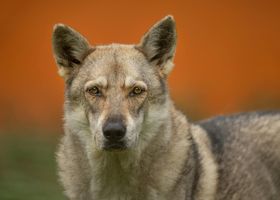 Image de la race Chien-Loup Tchécoslovaque