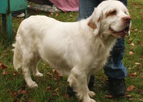 Image de la race Clumber Spaniel