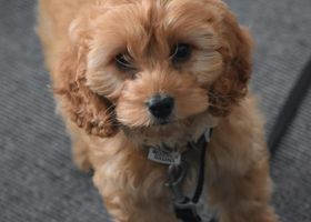 Image de la race Cockapoo