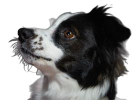 Image de la race Border Collie