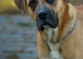 Image de la race Dogue des Canaries