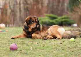 Image de la race Dogue du Tibet