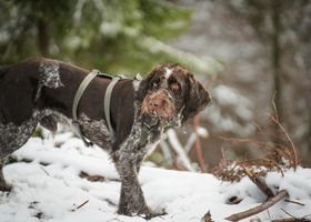 Image de la race Drahthaar