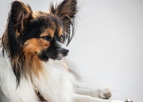 Image de la race Épagneul Nain Continental Papillon