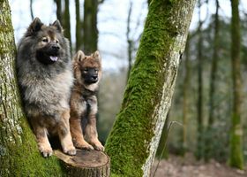 Image de la race Eurasier