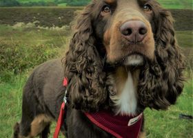 Image de la race Field Spaniel