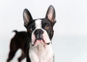 Image de la race Boston Terrier