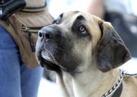 Image de la race Fila Brasileiro