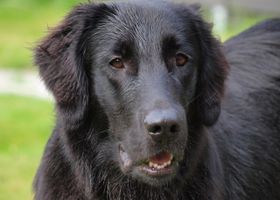 Image de la race Flat Coated Retriever