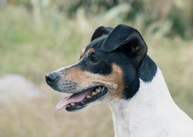 Image de la race Fox Terrier à Poil Lisse