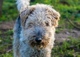 Image de la race Fox-Terrier à Poil Dur
