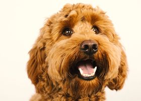 Image de la race Goldendoodle