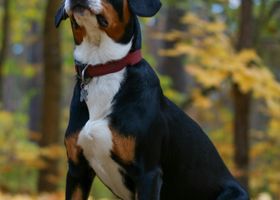 Image de la race Grand Bouvier Suisse