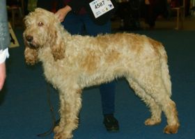Image de la race Grand Griffon Vendéen