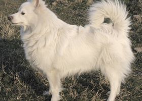 Image de la race Grand Spitz