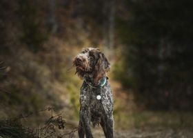 Image de la race Griffon d'Arrêt à Poil Dur Korthals