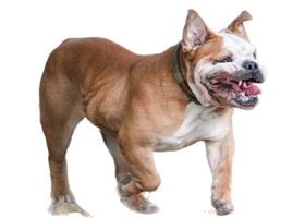 Image de la race Bouledogue Anglais