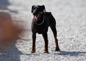 Image de la race Jagdterrier