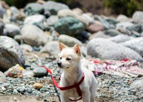 Image de la race Jindo Coréen