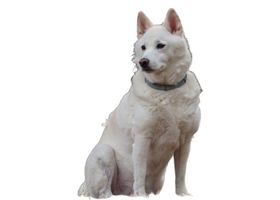 Image de la race Kishu