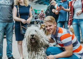 Image de la race Komondor