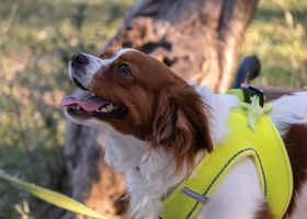 Image de la race Kooikerhondje