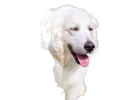 Image de la race Kuvasz