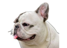 Image de la race Bouledogue Français