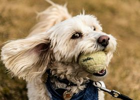 Image de la race Labradoodle