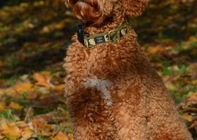 Image de la race Lagotto Romagnolo