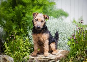 Image de la race Lakeland Terrier