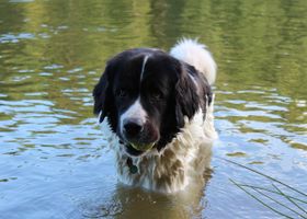 Image de la race Landseer