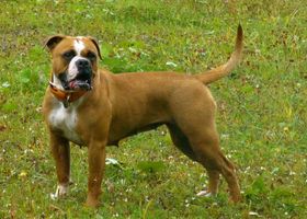 Image de la race Leavitt Bulldog