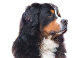 Image de la race Bouvier Bernois