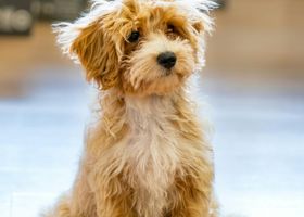 Image de la race Maltipoo