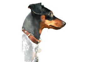 Image de la race Manchester Terrier