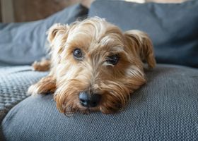 Image de la race Norfolk Terrier