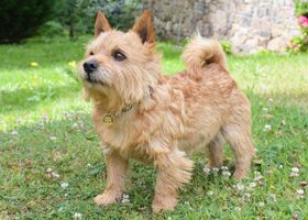 Image de la race Norwich Terrier