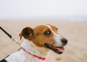 Image de la race Parson Russell Terrier