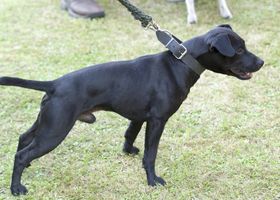 Image de la race Patterdale Terrier