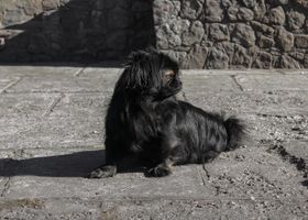 Image de la race Pékinois