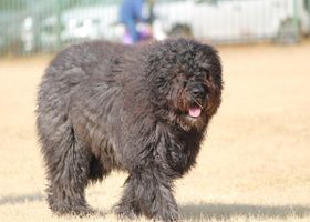 Image de la race Bouvier des Flandres