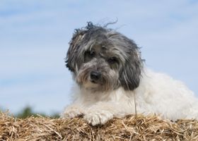 Image de la race Petit Chien Lion