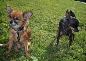 Image de la race Petit Chien Russe