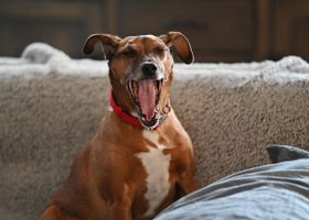 Image de la race Pinscher Allemand